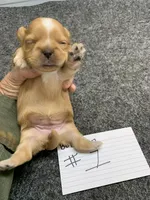 Buttercup #1, a female Shih Tzu for sale in Bells, TX – Photo 2 of 4