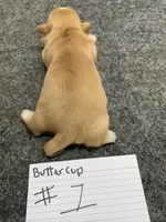 Buttercup #1, a female Shih Tzu for sale in Bells, TX – Photo 3 of 4