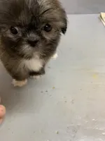 Teeter#5, a male Shih Tzu for sale in Bells, TX – 1 of 3