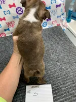 Addie #5, a male Boston Terrier for sale in Bells, TX – 3 of 6