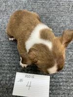 Addie # 4, a male Boston Terrier for sale in Bells, TX – 2 of 6