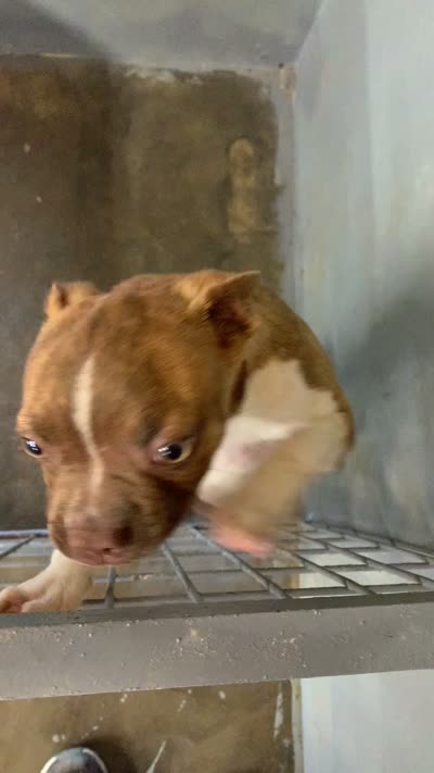 Addie # 3, a male Boston Terrier for sale in Bells, TX – 3 of 3