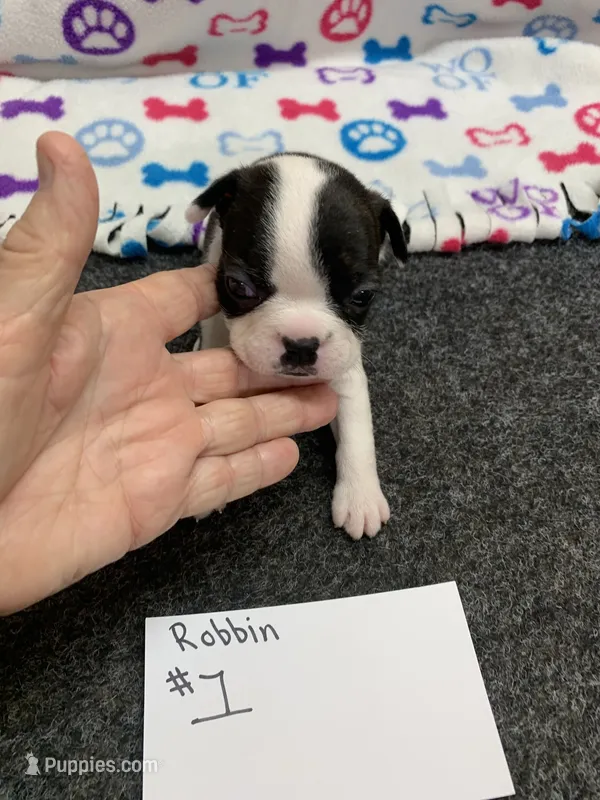 Robin#1 – Boston Terrier puppy for sale in Bells, TX