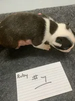 Robin#1, a female Boston Terrier for sale in Bells, TX – 1 of 4