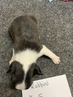 Robin #5, a female Boston Terrier for sale in Bells, TX – 3 of 5