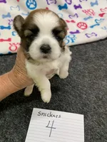Snickers #4, a male Shih Tzu for sale in Bells, TX – 3 of 5