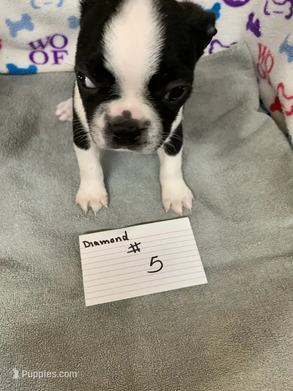 Diamond #5, a male Boston Terrier for sale in Bells, TX – 1 of 3
