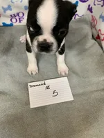 Diamond #5, a male Boston Terrier for sale in Bells, TX – 1 of 3