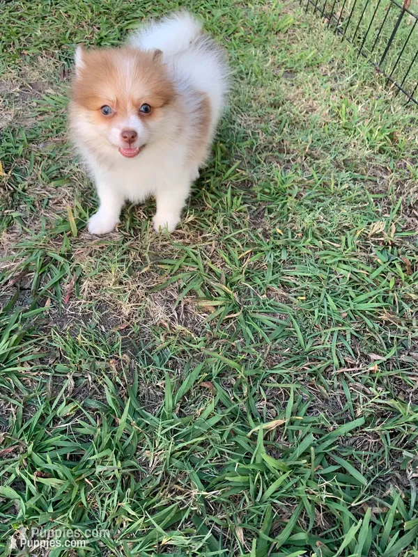 Joy # 2 – Pomeranian puppy for sale in Bells, TX