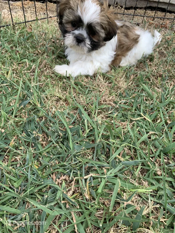 Snickers #3 – Shih Tzu puppy for sale in Bells, TX