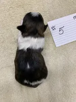 Mary#5, a male Shih Tzu for sale in Bells, TX – Photo 2 of 3