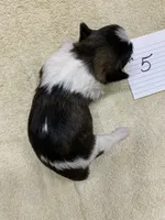 Mary#5, a male Shih Tzu for sale in Bells, TX – Photo 3 of 3