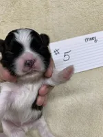 Mary#5, a male Shih Tzu for sale in Bells, TX – Photo 1 of 3