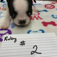 Ruby#2, a female Boston Terrier for sale in Bells, TX – Photo 1 of 3
