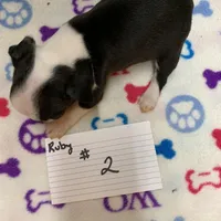 Ruby#2, a female Boston Terrier for sale in Bells, TX – Photo 3 of 3