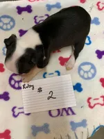 Ruby#2, a female Boston Terrier for sale in Bells, TX – Photo 3 of 3