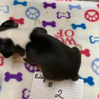 Ruby#2, a female Boston Terrier for sale in Bells, TX – Photo 2 of 3