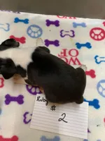 Ruby#2, a female Boston Terrier for sale in Bells, TX – Photo 2 of 3