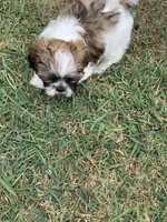 Snickers #3, a male Shih Tzu for sale in Bells, TX – 4 of 4