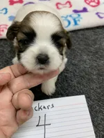 Snickers #4, a male Shih Tzu for sale in Bells, TX – 1 of 5