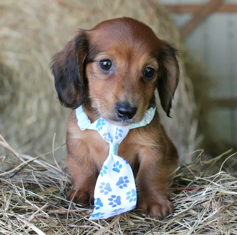 Mickey – Miniature Dachshund puppy for sale in Homer, GA