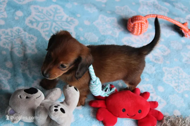 Mickey – Miniature Dachshund puppy for sale in Homer, GA