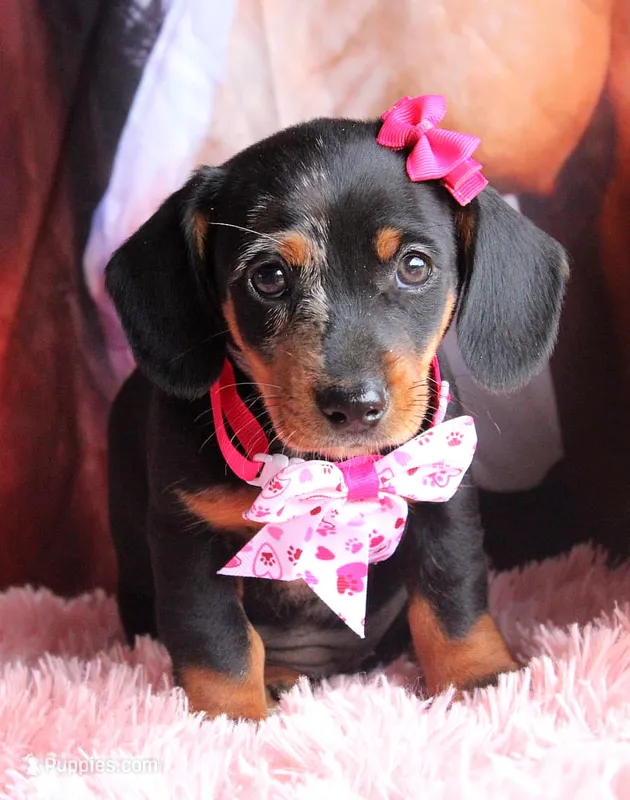 Sunflower – Miniature Dachshund puppy for sale in Homer, GA