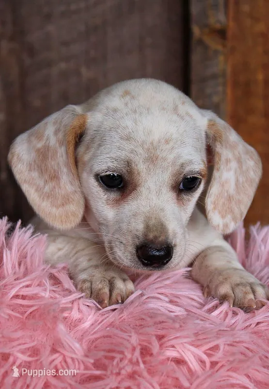 Sunflower – Miniature Dachshund puppy for sale in Homer, GA