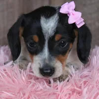 Sunflower, a female Miniature Dachshund for sale in Homer, GA – Photo 3 of 5