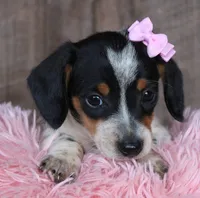 Sunflower, a female Miniature Dachshund for sale in Homer, GA – Photo 2 of 5