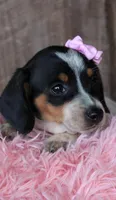 Sunflower, a female Miniature Dachshund for sale in Homer, GA – Photo 5 of 5