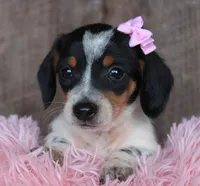 Sunflower, a female Miniature Dachshund for sale in Homer, GA – Photo 1 of 5