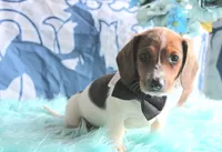 Mickey, a male Miniature Dachshund for sale in Homer, GA – 7 of 7