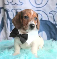 Mickey, a male Miniature Dachshund for sale in Homer, GA – 4 of 7