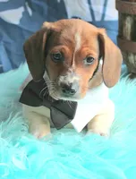 Mickey, a male Miniature Dachshund for sale in Homer, GA – 2 of 7
