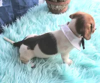 Mickey, a male Miniature Dachshund for sale in Homer, GA – 6 of 7