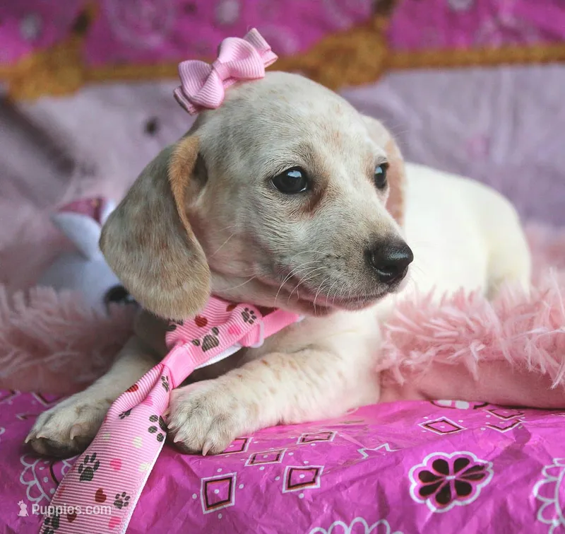 Sunflower – Miniature Dachshund puppy for sale in Homer, GA