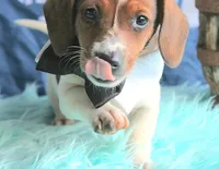 Mickey, a male Miniature Dachshund for sale in Homer, GA – 3 of 7
