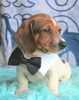 Mickey, a male Miniature Dachshund for sale in Homer, GA – 5 of 7