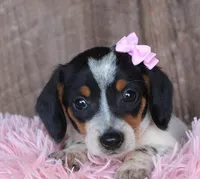 Sunflower, a female Miniature Dachshund for sale in Homer, GA – Photo 4 of 5