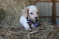 HOTDOG, a male Miniature Dachshund for sale in Homer, GA – 5 of 5