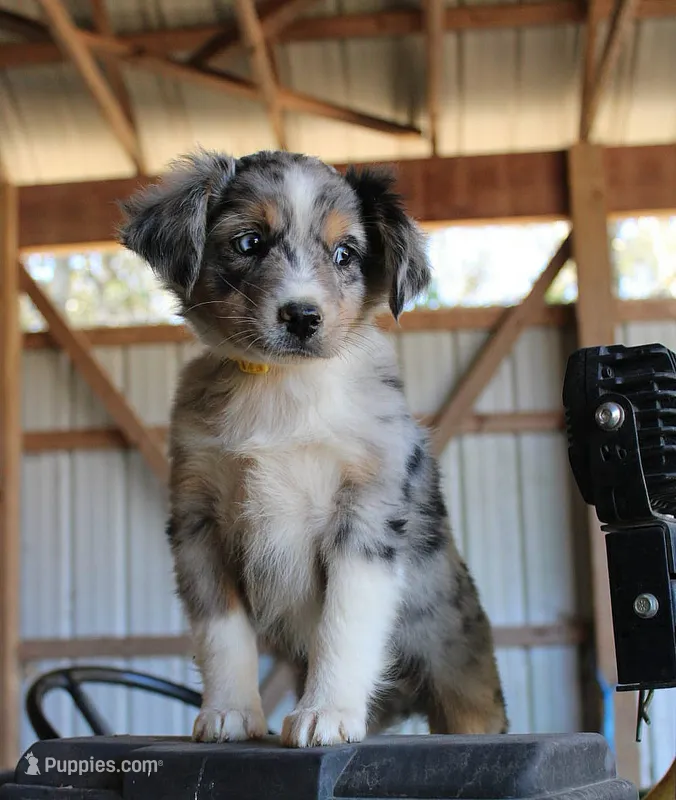 AppleFritters – Australian Shepherd puppy for sale in Homer, GA
