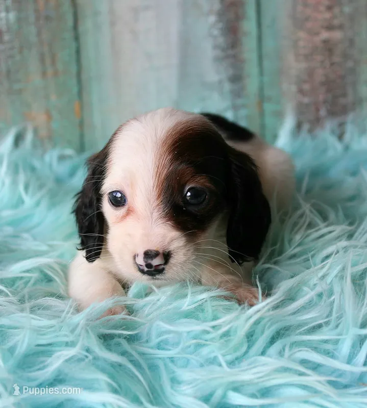 HotDogDance – Miniature Dachshund puppy for sale in Homer, GA