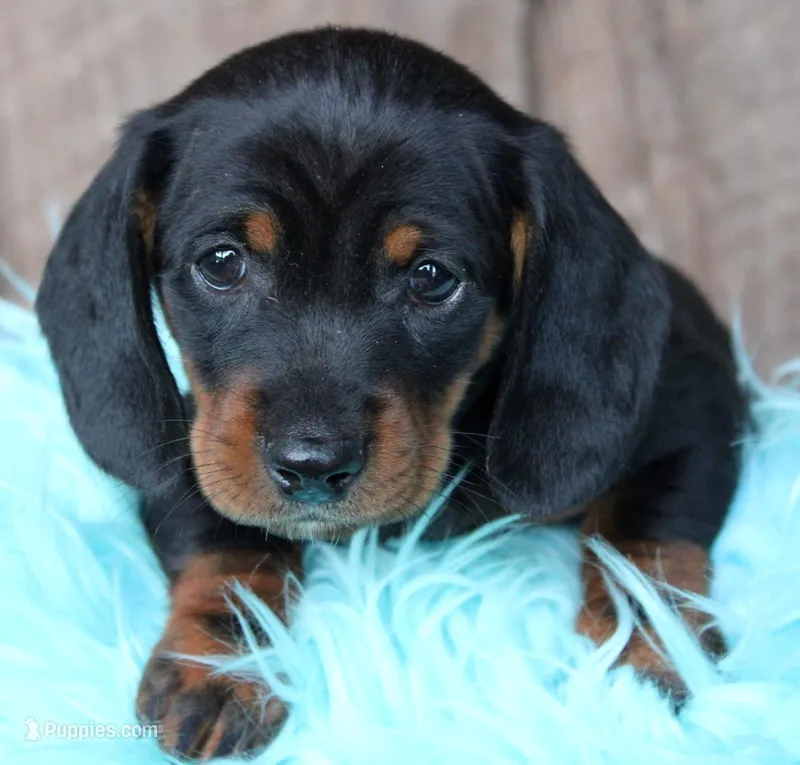GardenerBoy – Miniature Dachshund puppy for sale in Homer, GA