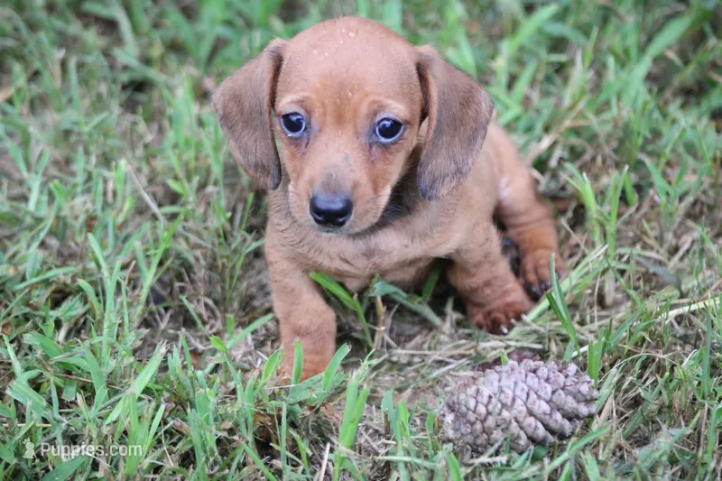 HOT DIGGITY DOG – Miniature Dachshund puppy for sale in Homer, GA
