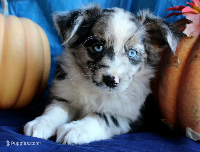 PunkinPie – Australian Shepherd puppy for sale in Homer, GA