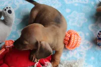 HOT DIGGITY DOG, a male Miniature Dachshund for sale in Homer, GA – 2 of 2
