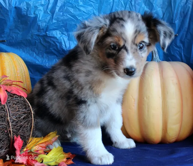 AppleFritter – Australian Shepherd puppy for sale in Homer, GA