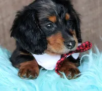 FarmerBoy, a male Miniature Dachshund for sale in Homer, GA – Photo 3 of 5