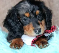 FarmerBoy, a male Miniature Dachshund for sale in Homer, GA – Photo 4 of 5